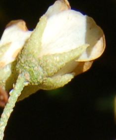 Dombeyaceae Dombeya lucida