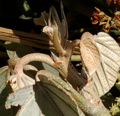 Dombeyaceae Dombeya lucida