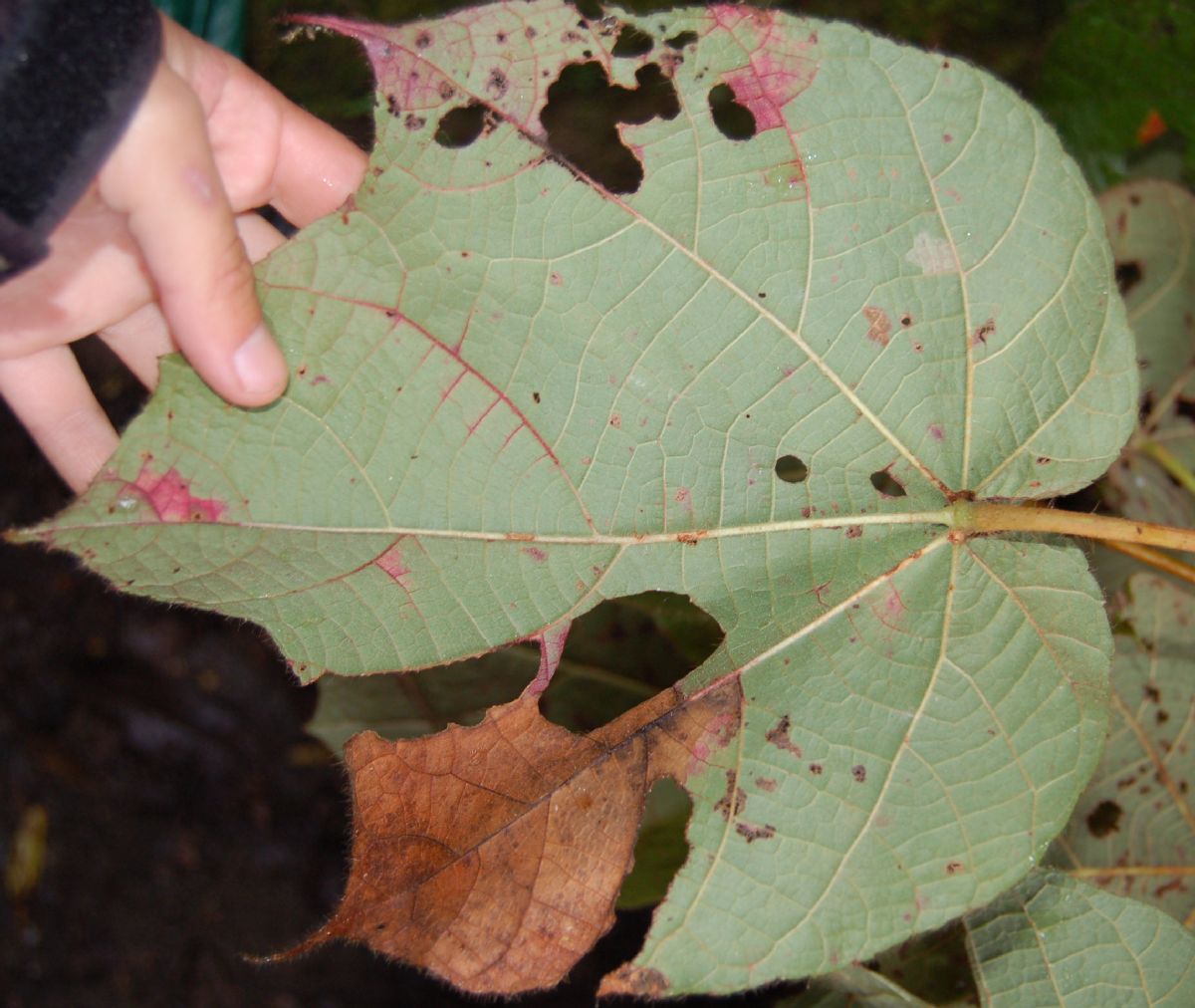 Dombeyaceae Dombeya coria