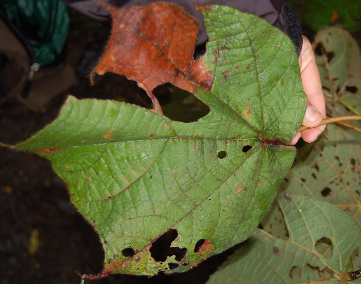 Dombeyaceae Dombeya coria