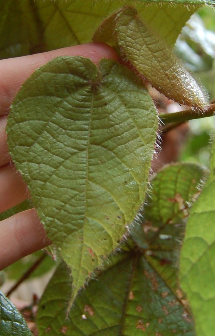 Dombeyaceae Dombeya coria