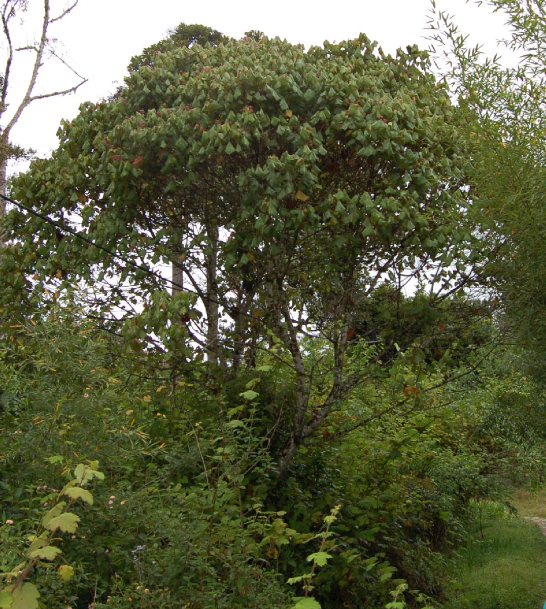 Dombeyaceae Dombeya coria