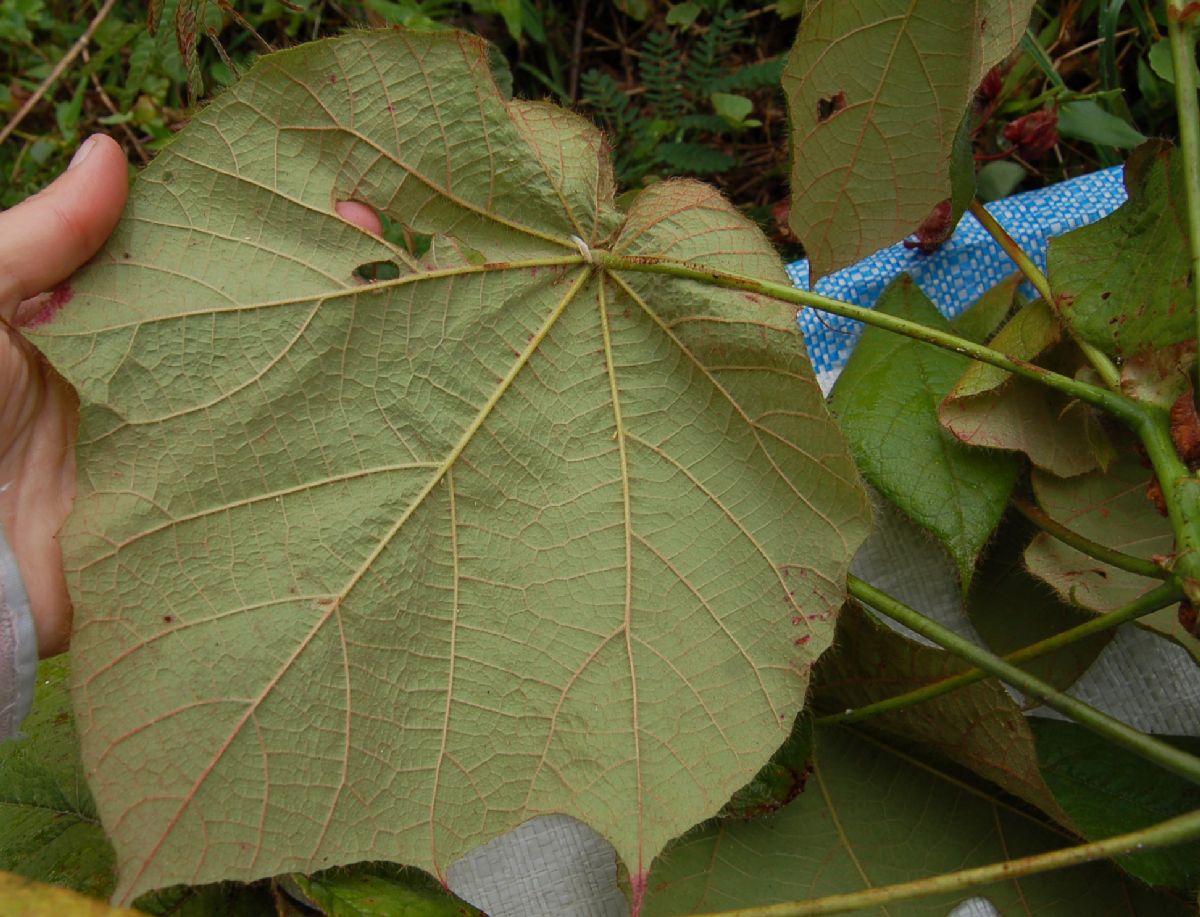 Dombeyaceae Dombeya coria