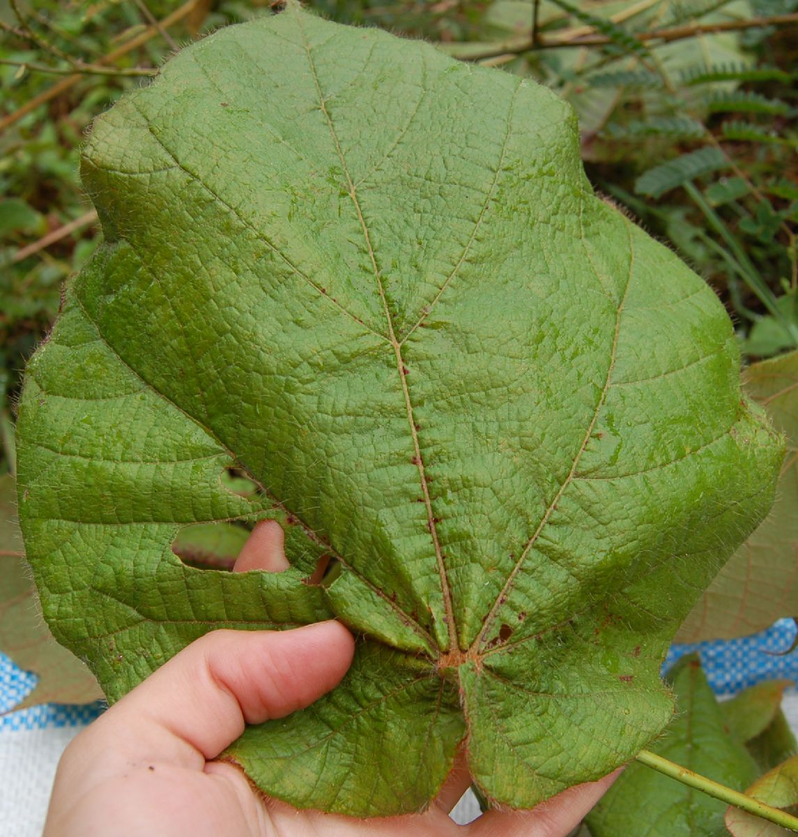 Dombeyaceae Dombeya coria
