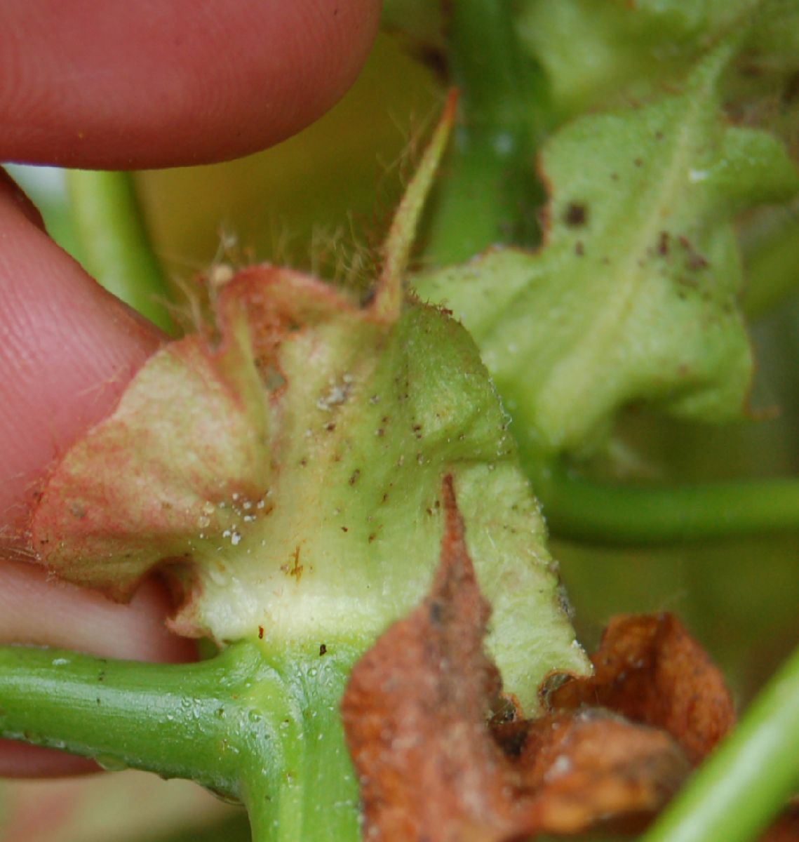 Dombeyaceae Dombeya coria