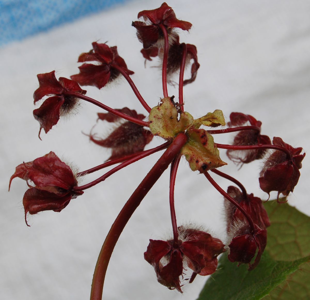 Dombeyaceae Dombeya coria