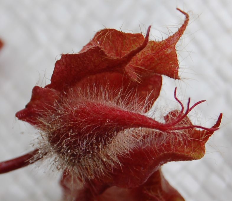 Dombeyaceae Dombeya coria