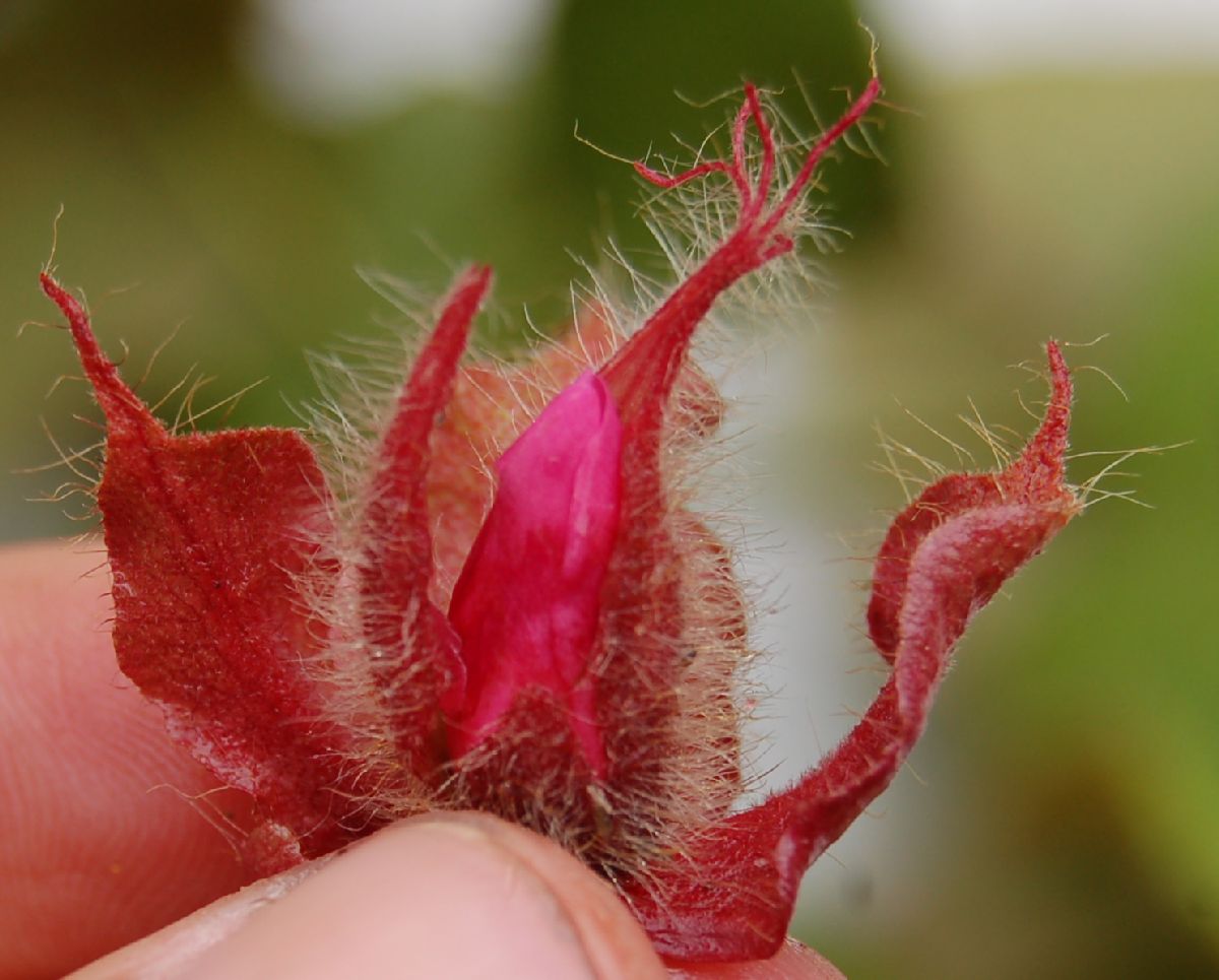 Dombeyaceae Dombeya coria