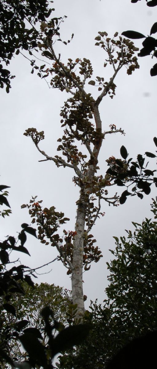 Sterculiaceae Hildegardia perrieri