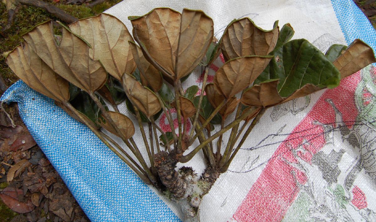 Sterculiaceae Hildegardia perrieri
