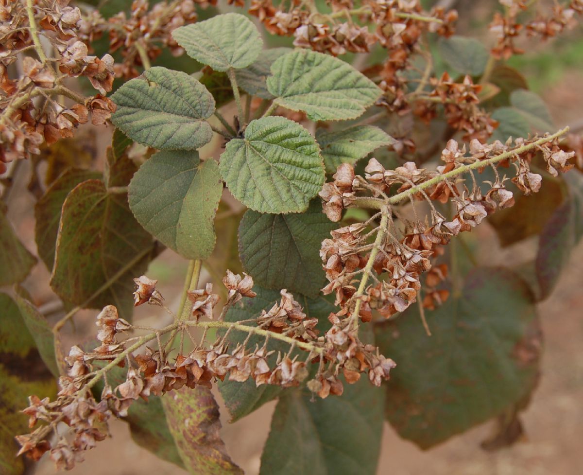 Dombeyaceae Dombeya sect. Capricornua subsect. Greveanae