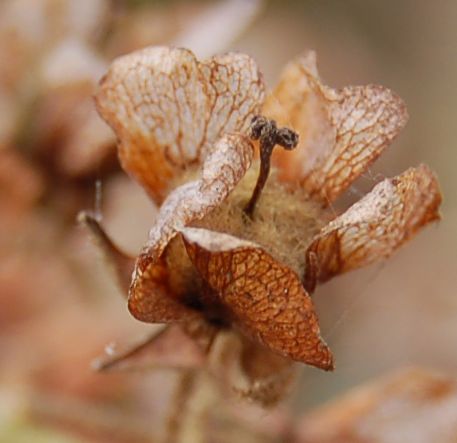 Dombeyaceae Dombeya sect. Capricornua subsect. Greveanae