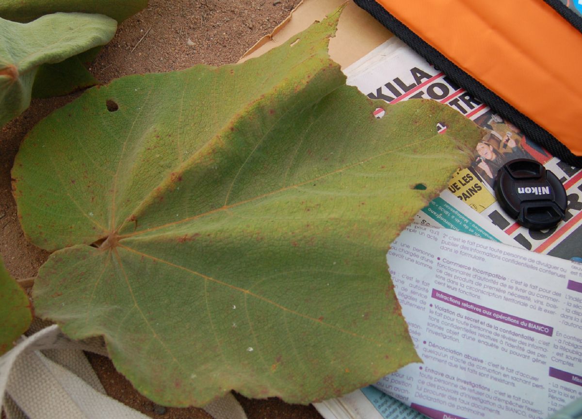 Dombeyaceae Dombeya mollis