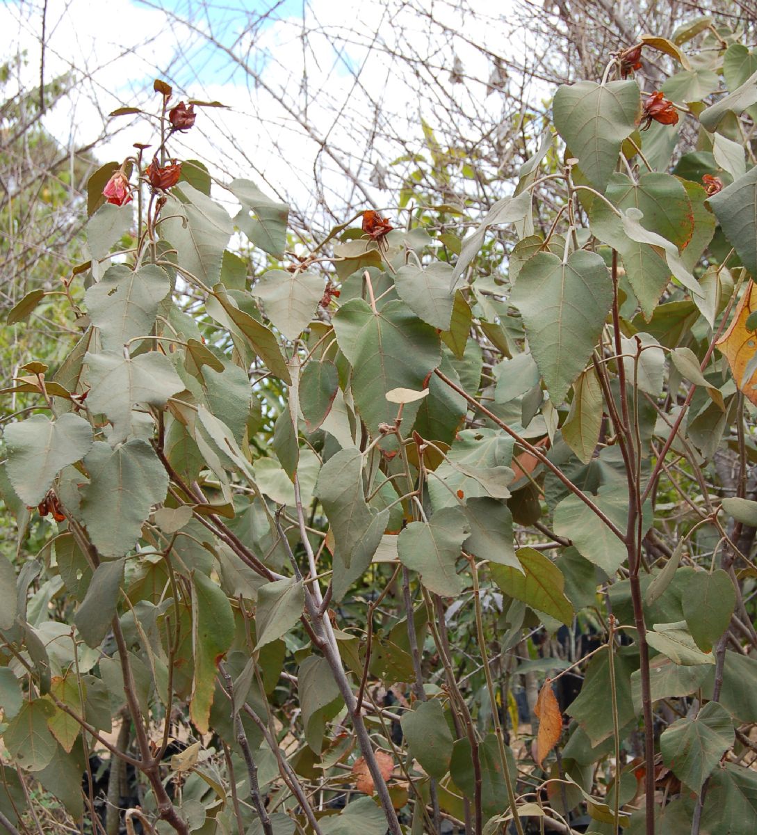 Dombeyaceae Dombeya macrantha