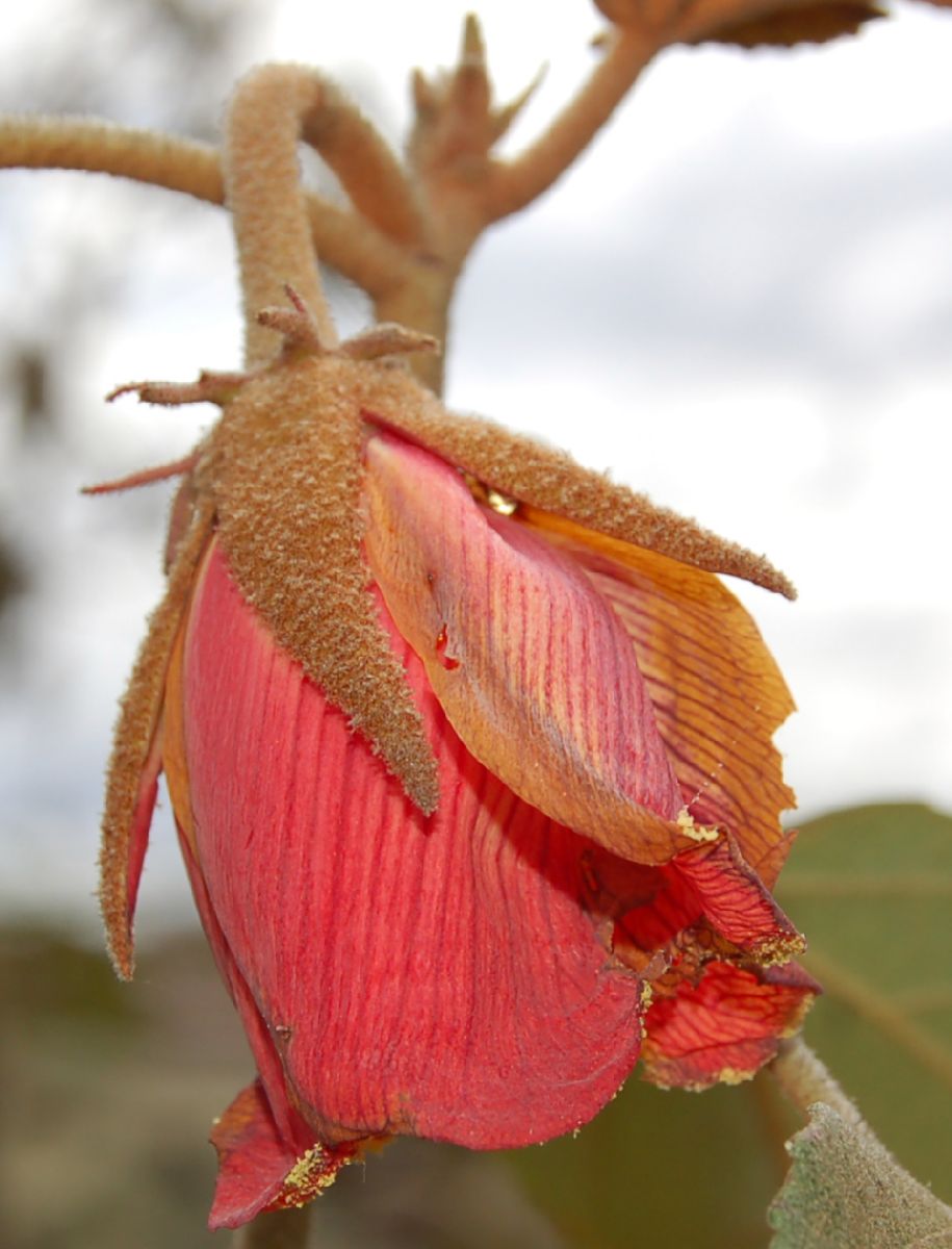 Dombeyaceae Dombeya macrantha