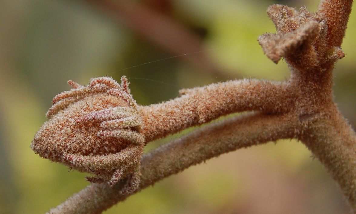 Dombeyaceae Dombeya macrantha