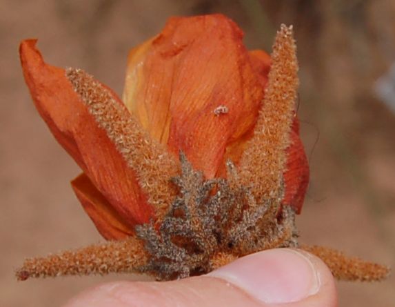 Dombeyaceae Dombeya macrantha