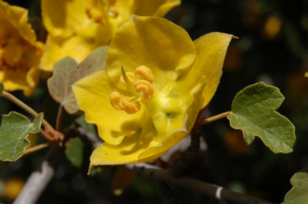 Bombacaceae Fremontodendron californicum