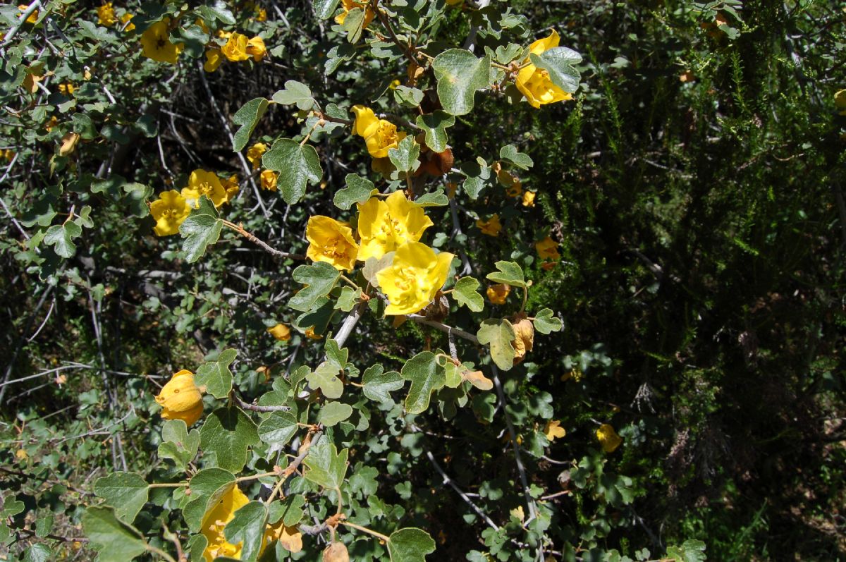 Bombacaceae Fremontodendron californicum