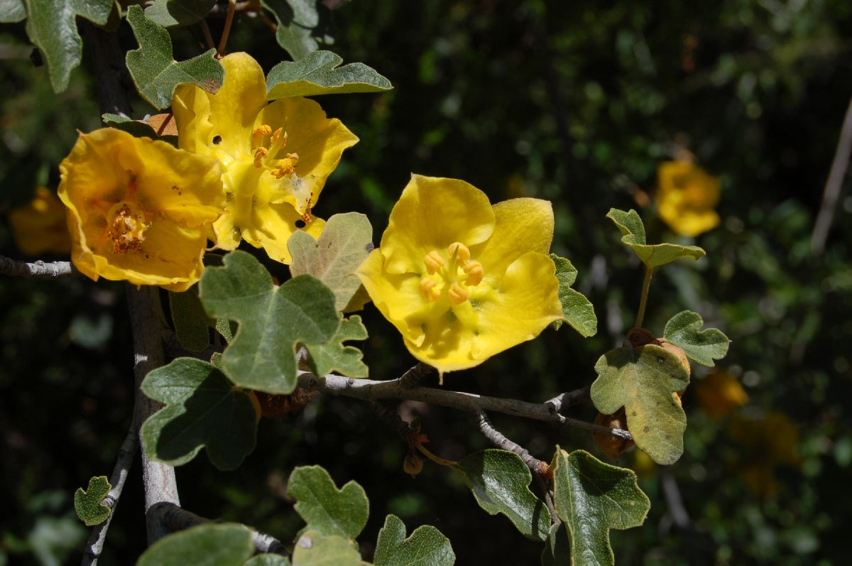 Bombacaceae Fremontodendron californicum