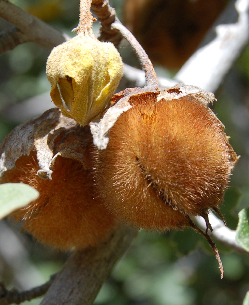 Bombacaceae Fremontodendron californicum