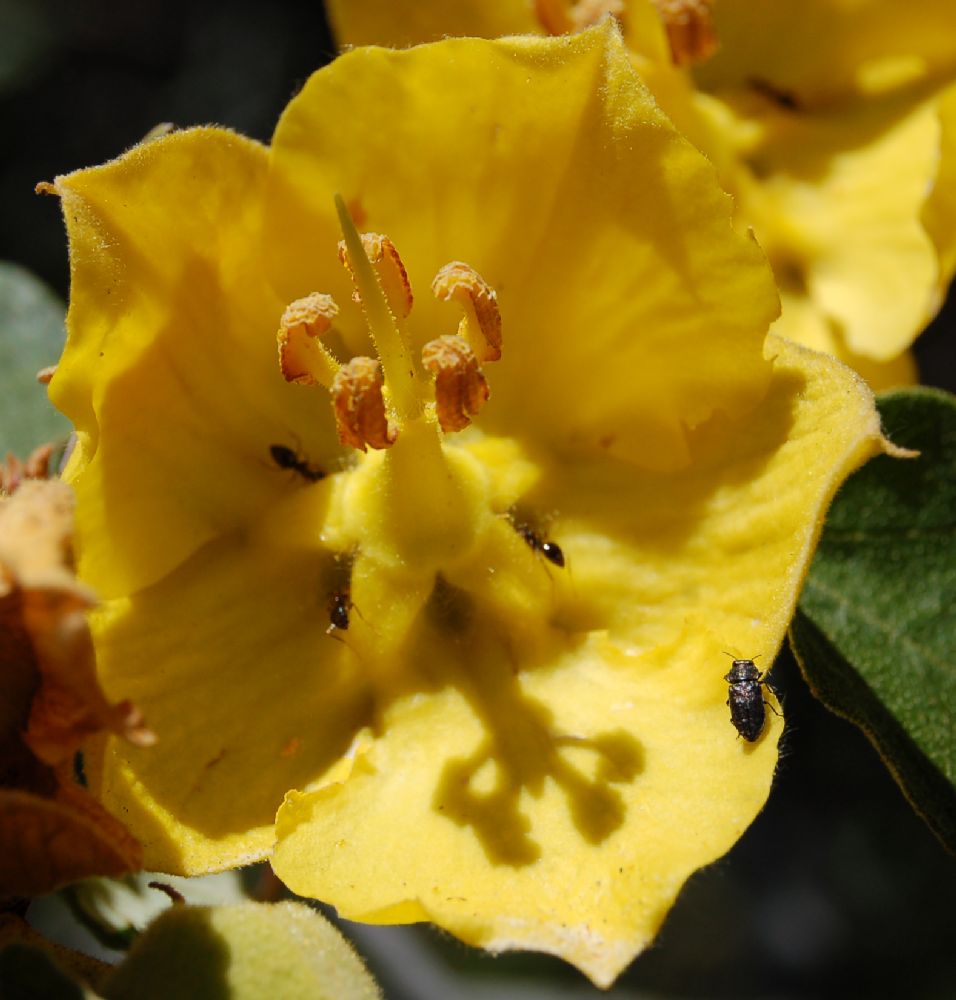 Bombacaceae Fremontodendron californicum