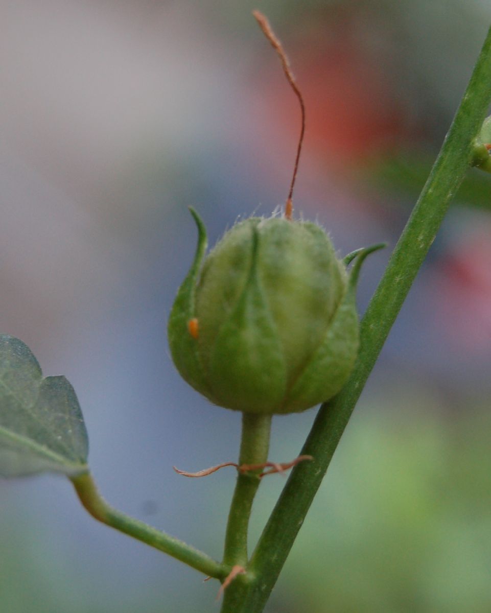 Dombeyaceae Pentapetes phoenicea