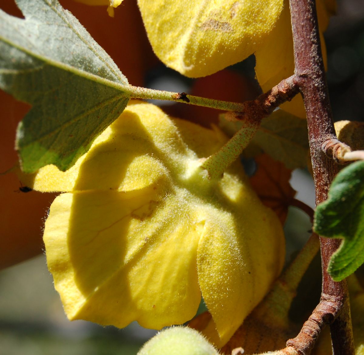 Bombacaceae Fremontodendron californicum