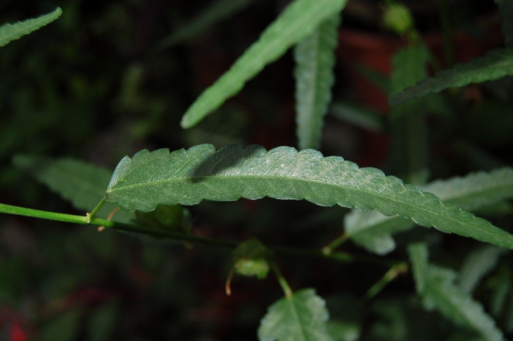 Dombeyaceae Pentapetes phoenicea