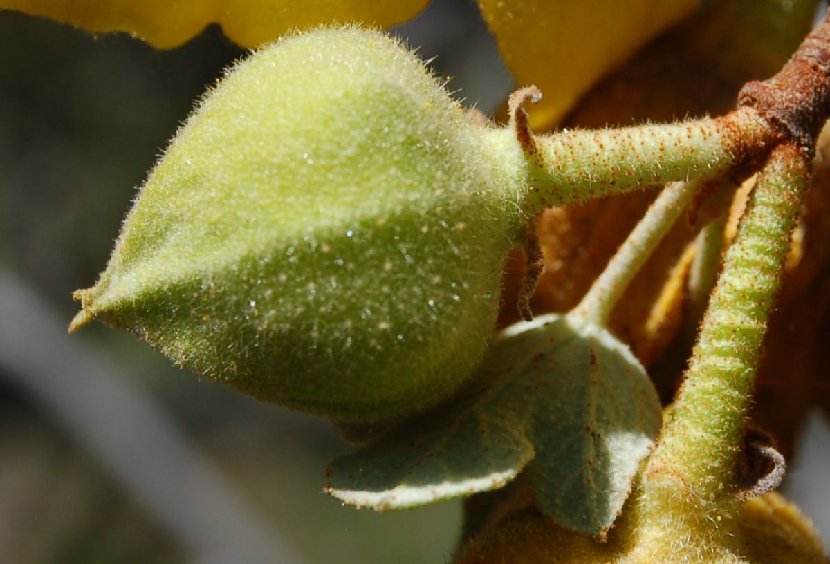 Bombacaceae Fremontodendron californicum
