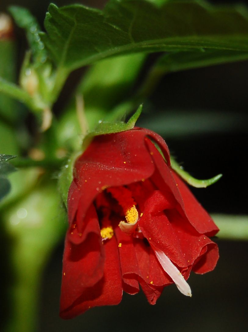 Dombeyaceae Pentapetes phoenicea