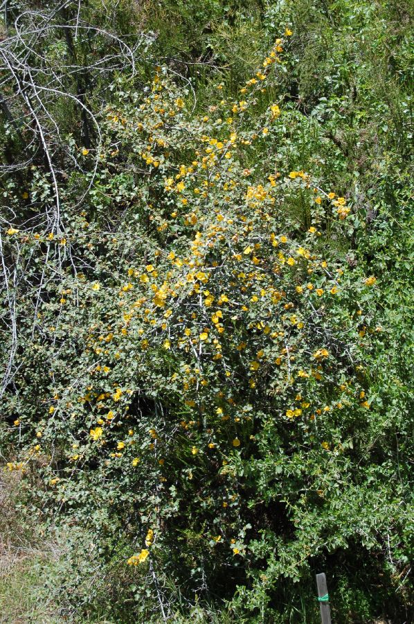 Bombacaceae Fremontodendron californicum