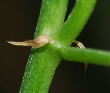 Dombeyaceae Pentapetes phoenicea