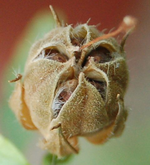 Dombeyaceae Pentapetes phoenicea