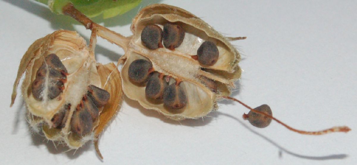 Dombeyaceae Pentapetes phoenicea