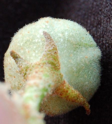 Bombacaceae Fremontodendron californicum