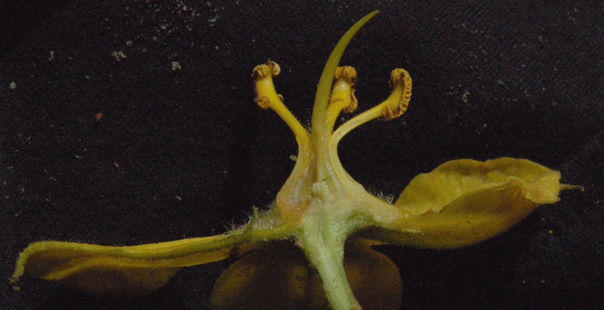 Bombacaceae Fremontodendron californicum