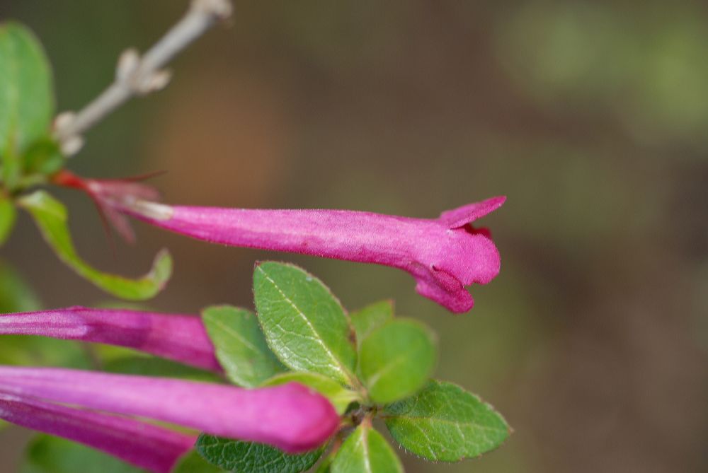 Linnaeaceae Abelia floribunda