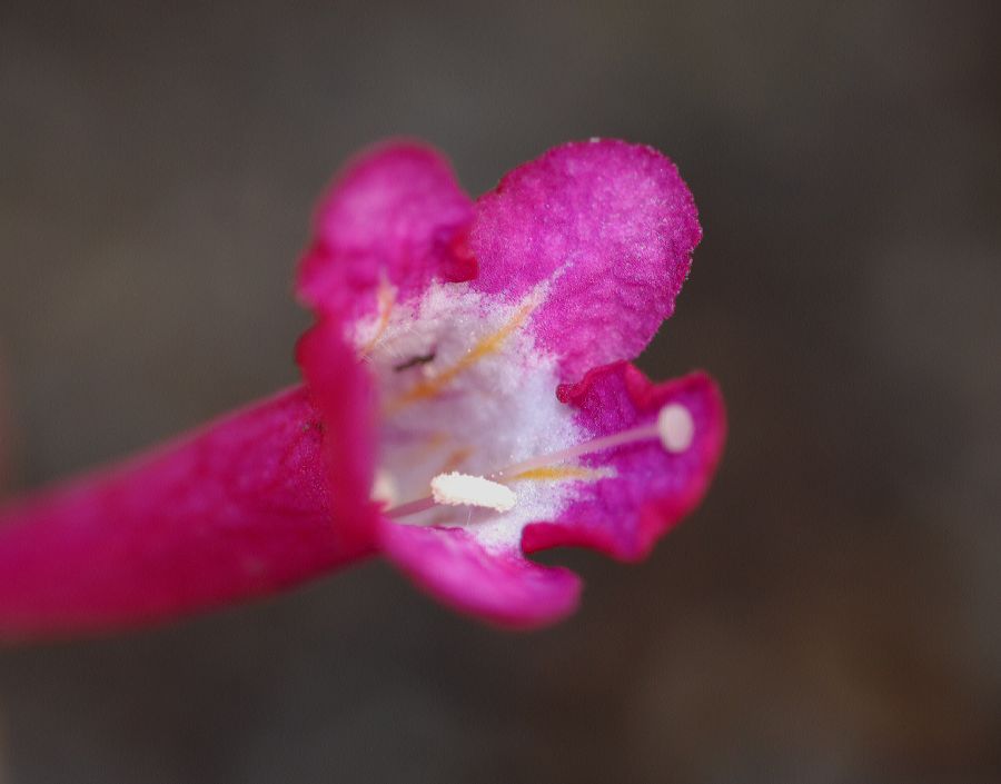 Linnaeaceae Abelia floribunda