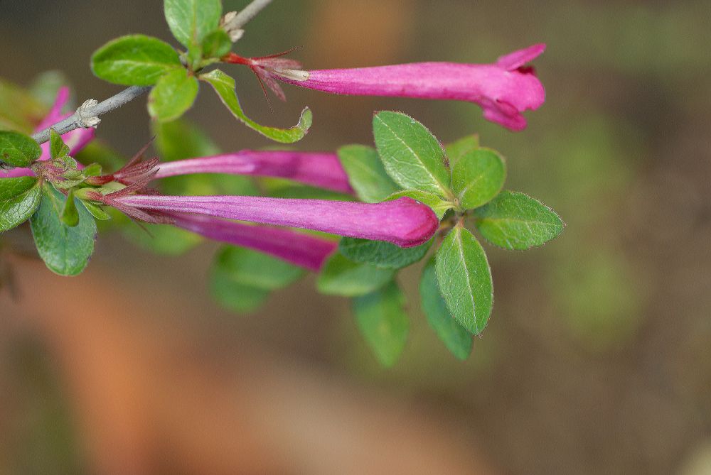 Linnaeaceae Abelia floribunda