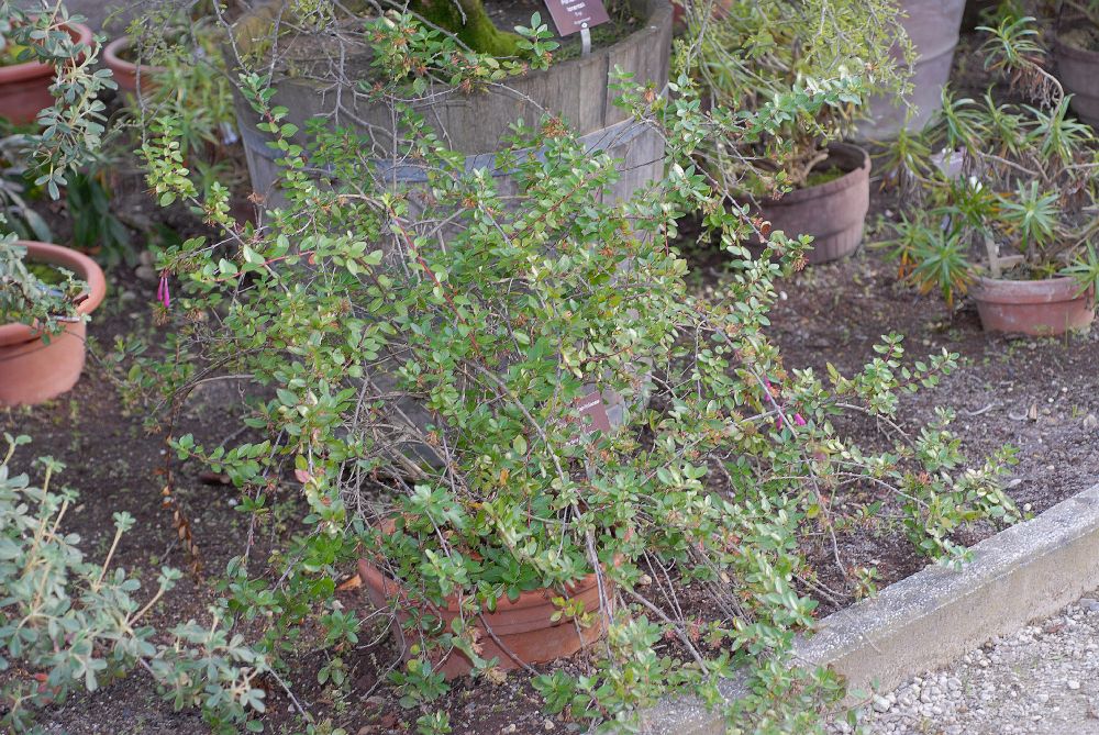 Linnaeaceae Abelia floribunda