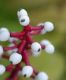 image of Actaea pachypoda