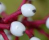 image of Actaea pachypoda