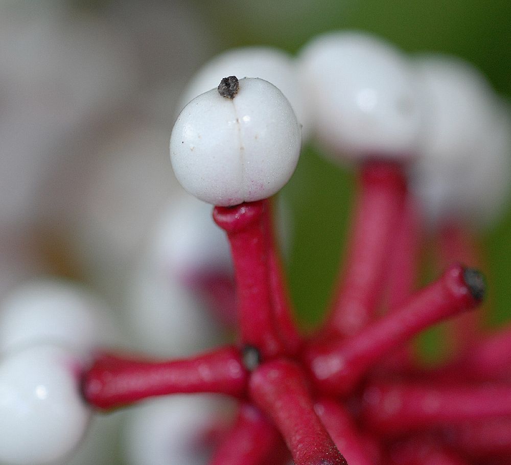 Ranunculaceae Actaea pachypoda