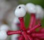 image of Actaea pachypoda