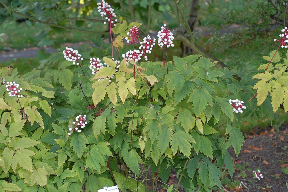 Ranunculaceae Actaea pachypoda