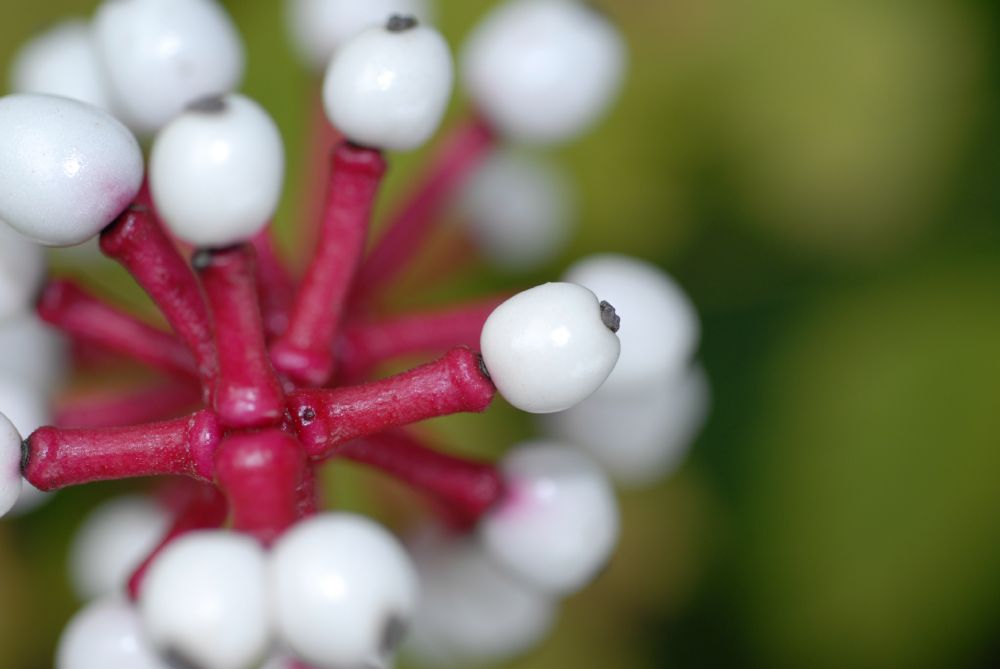 Ranunculaceae Actaea pachypoda