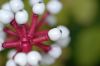 image of Actaea pachypoda