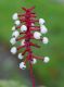 image of Actaea pachypoda