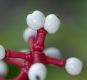 image of Actaea pachypoda